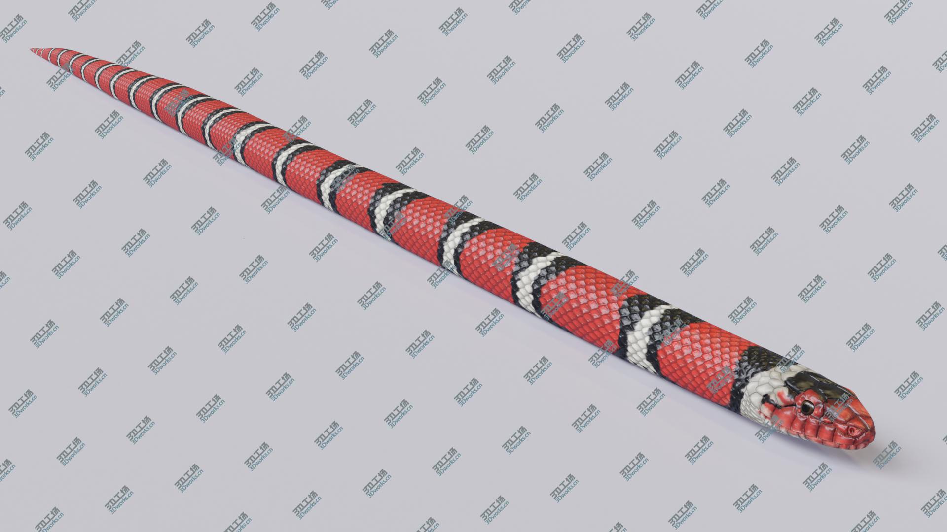 images/goods_img/20210319/3D Animated Scarlet Kingsnake model/4.jpg